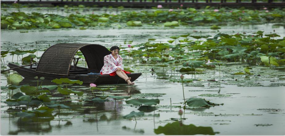 乌篷船穿梭在高淳固城湖水慢城芦苇荡中
