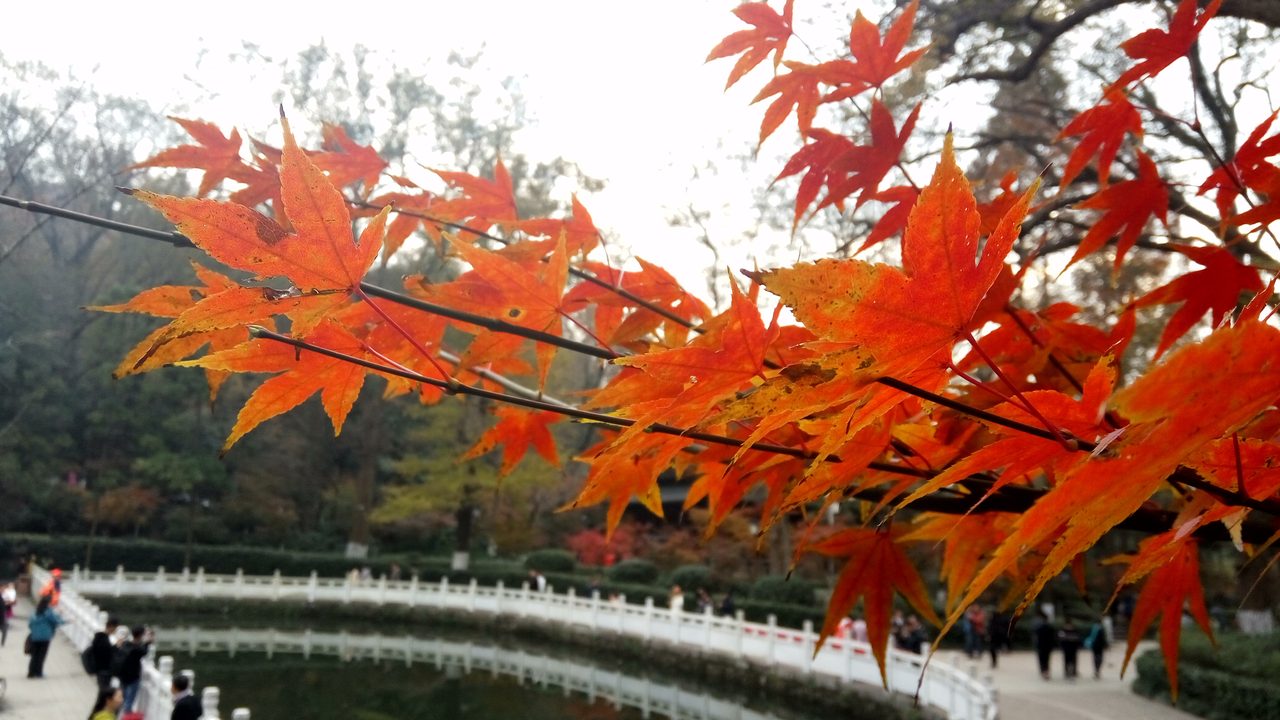 【主题团建推荐｜南京旅游团建】2天1夜，赏金陵秋色，夜闯秦淮状元局！